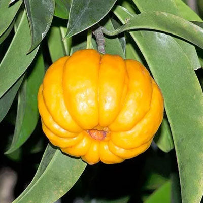 Garcinia